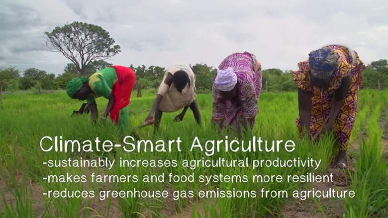 Senegal's Farmers Reap Rewards of Climate-Smart Agriculture